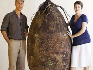 Goodbye to funeral with a coffin. In the future, this organic bag will turn a person into a tree when they leave this world.