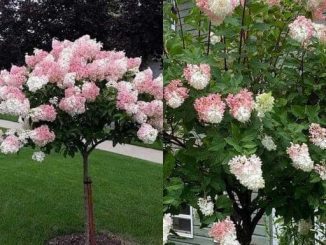 How to Grow a Hydrangea Tree: All You Need To Know