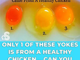 Only 1 Of These Yokes Is From A Healthy Chicken..Can You Tell Which One?