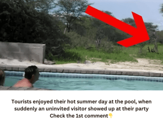 Tourists enjoyed their hot summer day at the pool, when suddenly an uninvited visitor showed up at their party