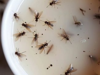 Put this mixture in your kitchen & get rid of flies, mosquitoes, and other bugs