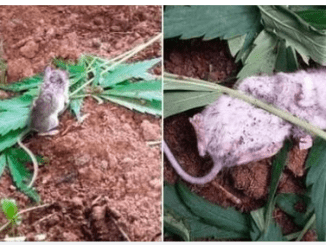 Wild Mouse Goes Through “Rehab” After Eating Cannabis Plant