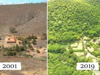 From Barren Wasteland to Thriving Ecosystem: The Incredible Story of a Brazilian Couple’s Reforestation Project