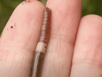 If You Spot A Worm With A Ring Around It, Here’s What You Need To Do…