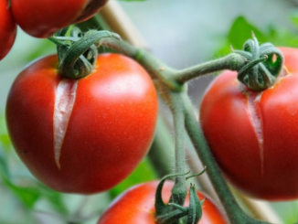 Why Tomatoes Split And How To Stop It