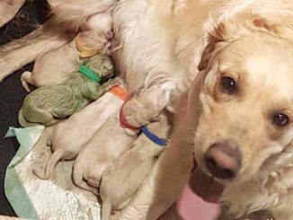 Family’s dog gives birth to unbelievably rare green puppy