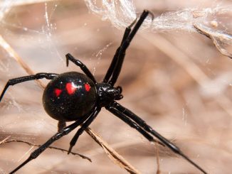 Wildlife Enthusiast Lets Black Widow Bite Him on Purpose to Debunk Myths Surrounding the Arachnid