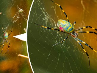 Flying Spiders With Venomous Bite and 4-Inch Legs Now Spreading the East Coast