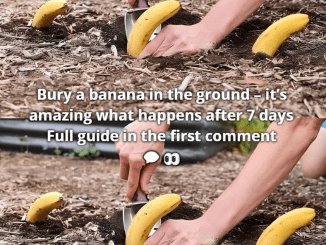 Bury a banana in the ground – it’s amazing what happens after 7 days