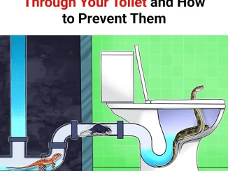 7 Creatures That Can Crawl Through Your Toilet and How to Prevent Them