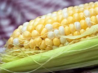 How long does it take to boil corn on the cob? A guide to perfectly cook the veggie