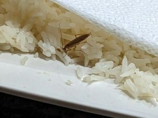 An Easy and Affordable Method to Eliminate Cockroaches from Your Home.