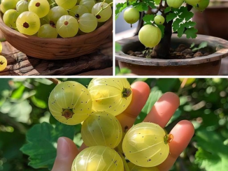 Amla for centuries in traditional health benefits and guide you on how to plant and grow this superfruit at home