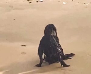 While Sunbathing on the Beach, a Man Photographs a Horrific Creature…You Will Be Surprised to Know What it Really Was…