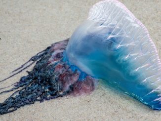 If You See This Beautiful Purple Thing On The Sand, Run Away Immediately