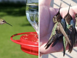 Hummingbird Feeders That Aren’t Clean Can Be Fatal To Hummingbirds