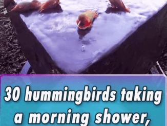 30 Hummingbirds Gather for a Morning Shower