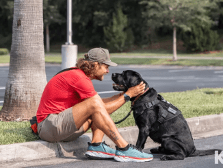 4-legged lifesavers: Service dogs are working wonders for veterans with PTSD, study shows