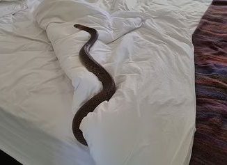 Homeowners Beware: Snakes Invade Bedrooms in Australia