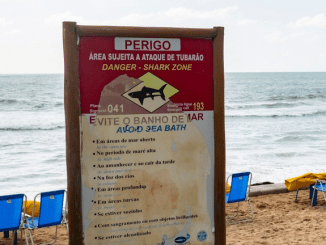 Sharks test positive for cocaine off Brazil’s coast