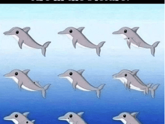 RIDDLE: How Many Dolphins Are in the Picture?