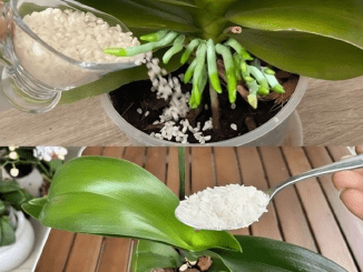 Fertilize the orchid so that it blooms profusely and for a long time!