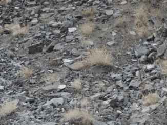 Nobody Can Spot The Snow Leopard Hiding In Plain Sight