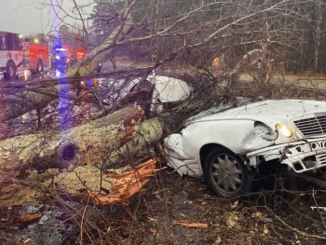 Beloved comedian died today in a tragic accident after a large tree branch fell on top of him