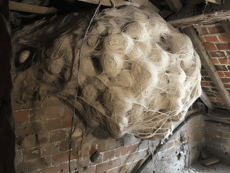 Man Thinks He Found “Hornets” Nest In Attic – Turns Pale When He Realizes What’s Inside