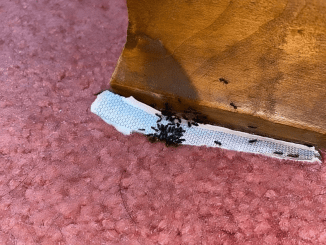 The Shocking Household Ingredient That Destroys Ants Overnight (You Won’t Believe What It Is!)”