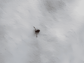 Steps To Take When Discovering a Tick Inside Your Home