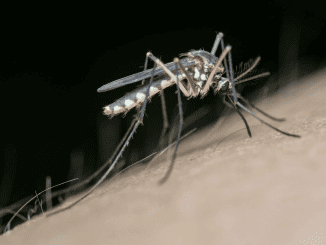 Here’s Why Mosquitos Bite Some People More Than Others