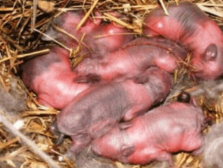 Farmer found newborn “puppies” in a field: after a while it dawned on him that they are not puppies!