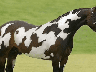 Only Those With High IQs Will Spot The Second Horse in This Head Scratching Optical Illusion