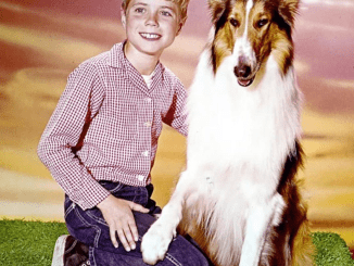 He Was Timmy on Lassie: The Remarkable Life and Career of Jon Provost. How does he look today?