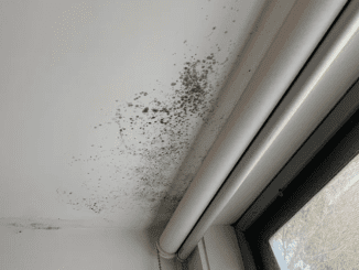 4 Ways To Get Rid Of Mold Without Having To Call A Professional