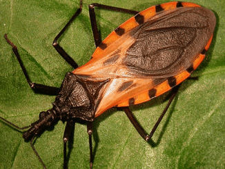 These bugs come out at nighttime, and attacking victims, they silently kill or leave them with a lifelong infection