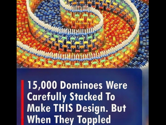 (VIDEO)15,000 Dominoes Were Carefully Stacked To Make THIS Design. But When They Toppled Over