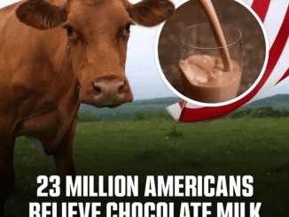 If Not Brown Cows, Where Does Chocolate Milk Really Come From?