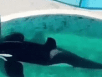 Heartbreaking timelapse shows ‘world’s loneliest orca’ staring at gate for ’24 hours straight’ in aquarium