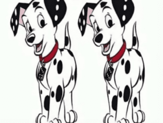 Sharpen Your Focus: Discover the Subtle Differences Between These Nearly Identical Dalmatians