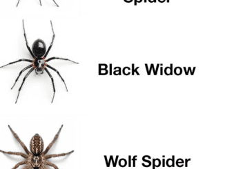 9 most common house spiders and what to do about each one