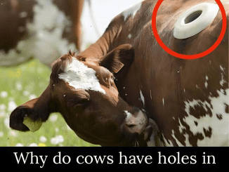 What Are Portholes in Cows? The Reason Will Blow Your Mind