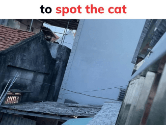 You need sharp eyes to spot the cat