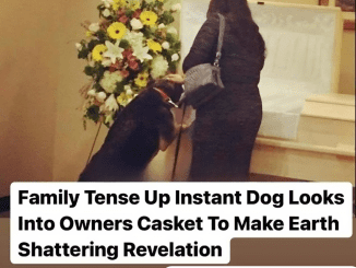 Grieving dog finds peace again at owner’s funeral