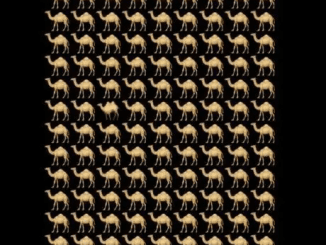 Brain Teaser IQ Test: How Sharp Are Your Eyes? Spot the Odd Camel in 5 Seconds!