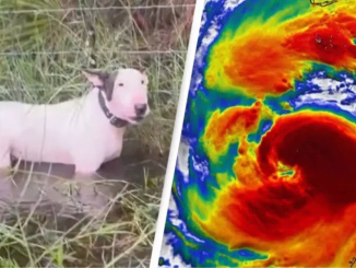 Outrage Grows as Heartbreaking Footage Shows Abandoned Dog Tied to Fence During Hurricane Milton