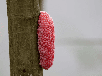 Those mysterious pink eggs that proliferate in the garden at Easter are harbingers of an invasion