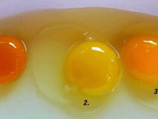 Can you tell which egg came from a healthy chicken?