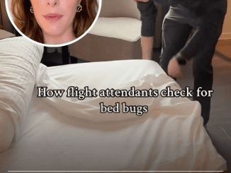 Flight attendant reveals bizarre trick to find out if your hotel room has bed bugs